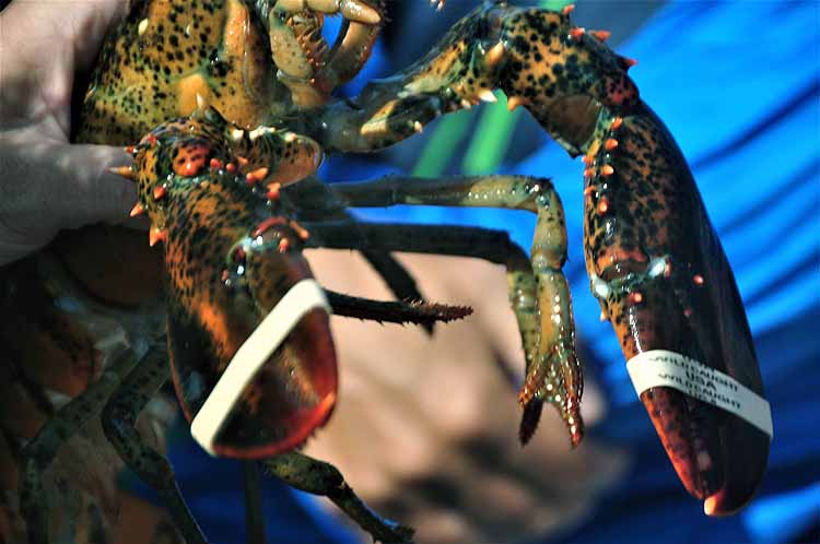 lobster